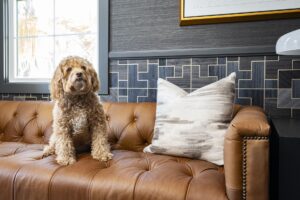 Dog On Leather Sofa In Home Office