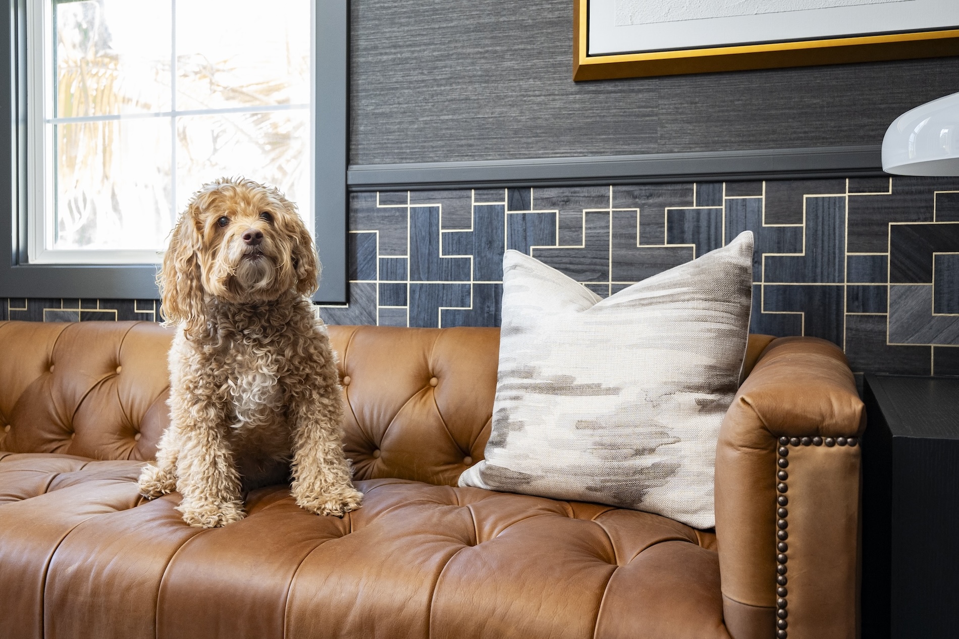 Dog On Leather Sofa In Home Office